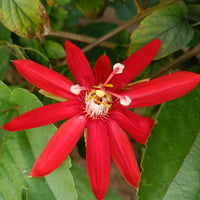 Passi Coccinea Blumensamen zur Aussaat – Wildblume Mischung – Traditionssorte & ohne Gentechnik Samen Hausgarten