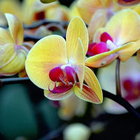 Gelb Schmetterlingsorchidee Orchidee Blumensamen zur Aussaat – sonnenliebend – Traditionssorte & ohne Gentechnik Samen Hausgarten