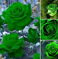 Grün Dragon Rose Blumensamen zur Aussaat – pflegeleicht – Traditionssorte & ohne Gentechnik Samen Hausgarten