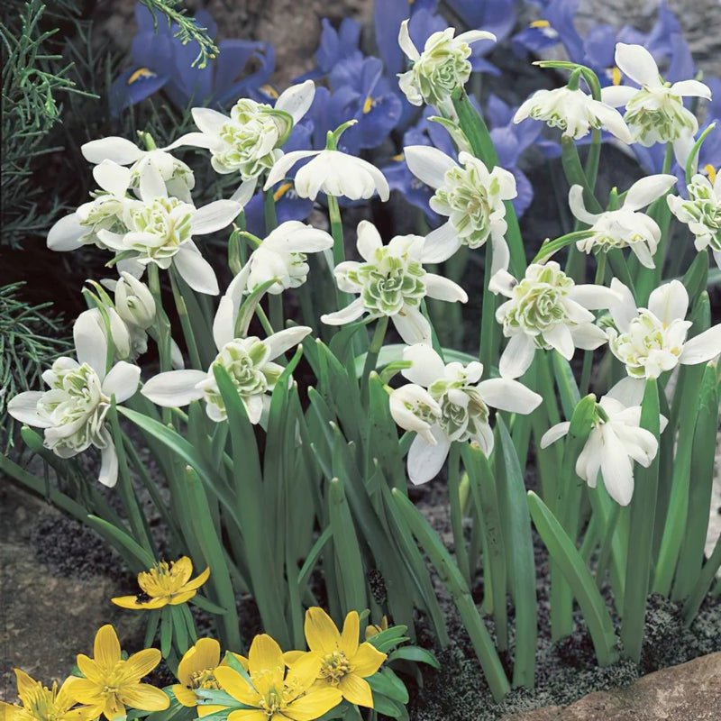 selten Scented Snowdrops (Galanthus nivalis 'Flore Pleno') Blumensamen zur Aussaat – Garten beliebt – Traditionssorte & ohne Gentechnik Samen Hausgarten