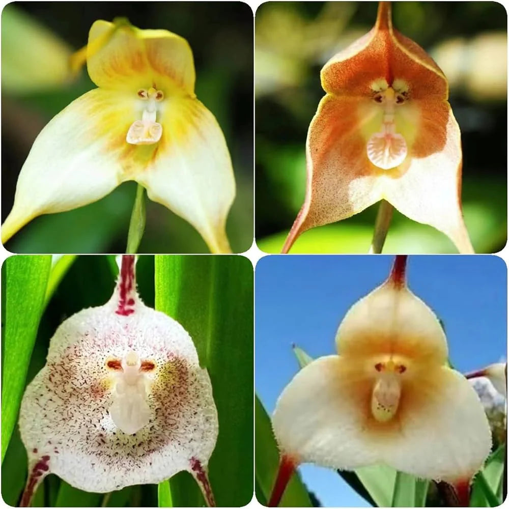 Grün Monkey Face Orchids Blumensamen zur Aussaat – sonnenliebend – Traditionssorte & ohne Gentechnik Samen Hausgarten
