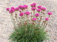 Rosa Thrift Joystick Blumensamen zur Aussaat – ideal Rabatten – Traditionssorte & ohne Gentechnik Samen Hausgarten