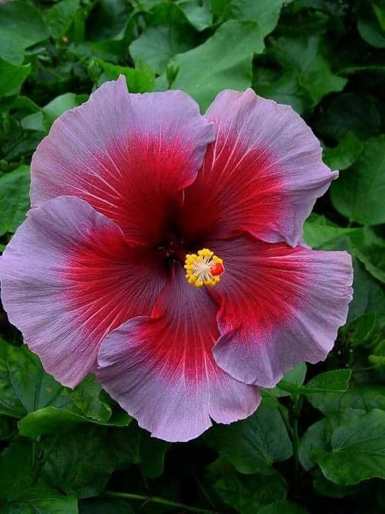 Ash Rot Hibiskus Blumensamen zur Aussaat lang Blüte Saison Traditionssorte & ohne Gentechnik Samen Hausgarten
