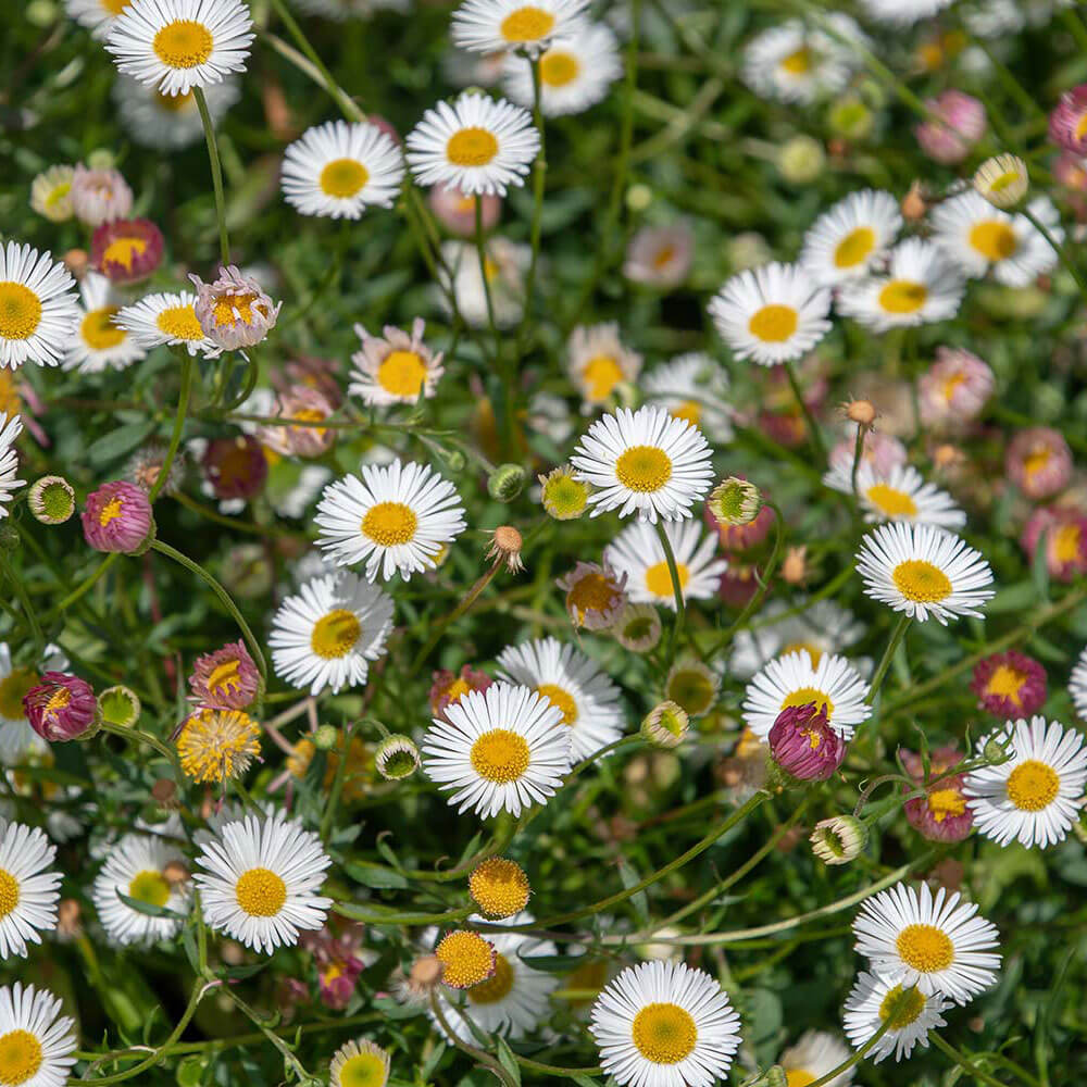 Santa Barbara Blumensamen zur Aussaat – Garten beliebt Traditionssorte & ohne Gentechnik Samen Hausgarten