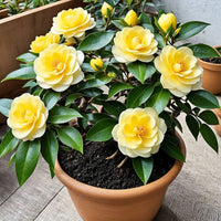 Kamelie hell Gelb Blumensamen zur Aussaat – Schnitt Blume beliebt – Traditionssorte & ohne Gentechnik Samen Hausgarten