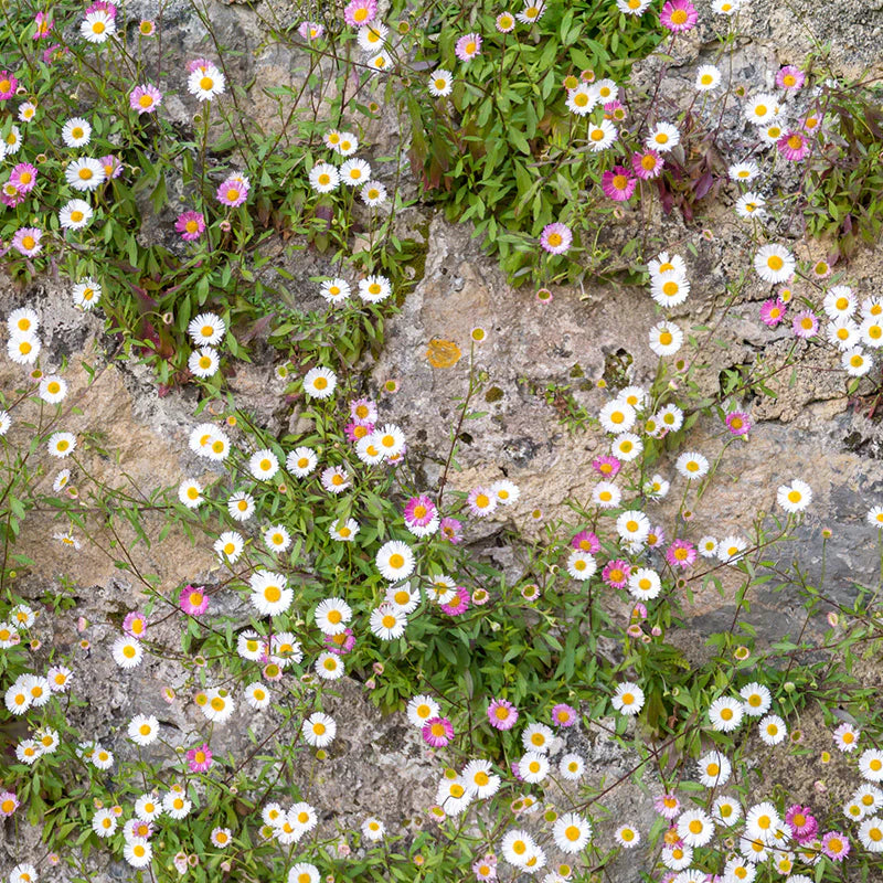 Gemischt Erigeron Blumensamen zur Aussaat – Drought verträglich – Traditionssorte & ohne Gentechnik Samen Hausgarten