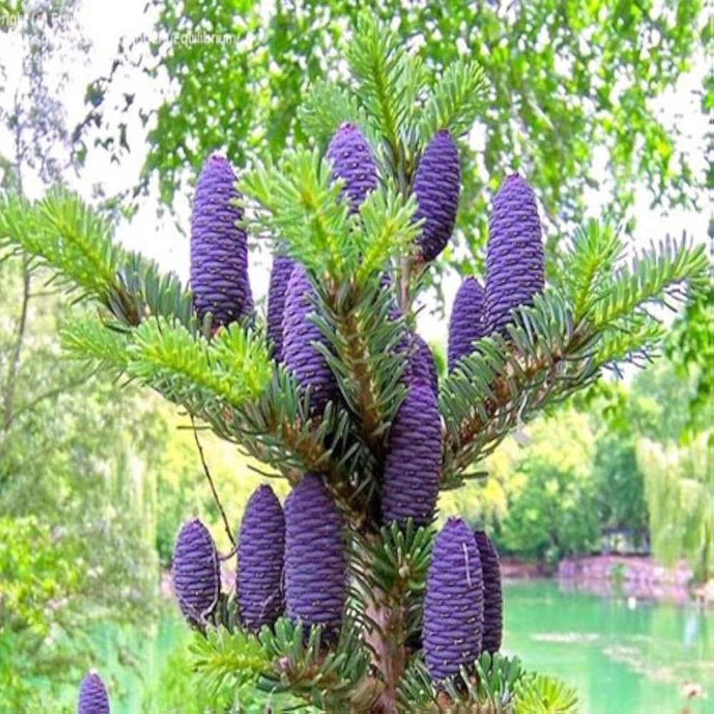 Lila Abies Blumensamen zur Aussaat – kompakt Wuchs – Traditionssorte & ohne Gentechnik Samen Hausgarten