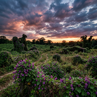 Kudzu Samen (Pueraria lobata) zum Pflanzen – Alte, gentechnikfreie Gartenreben-Samen