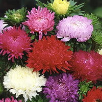 Duchess Paeony Aster Blumensamen zur Aussaat – robust Sorte Traditionssorte & ohne Gentechnik Samen Hausgarten