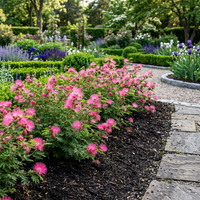 Calliandra Eriophylla Samen Rosa – Samenfest, gentechnikfrei, für den Gartenanbau