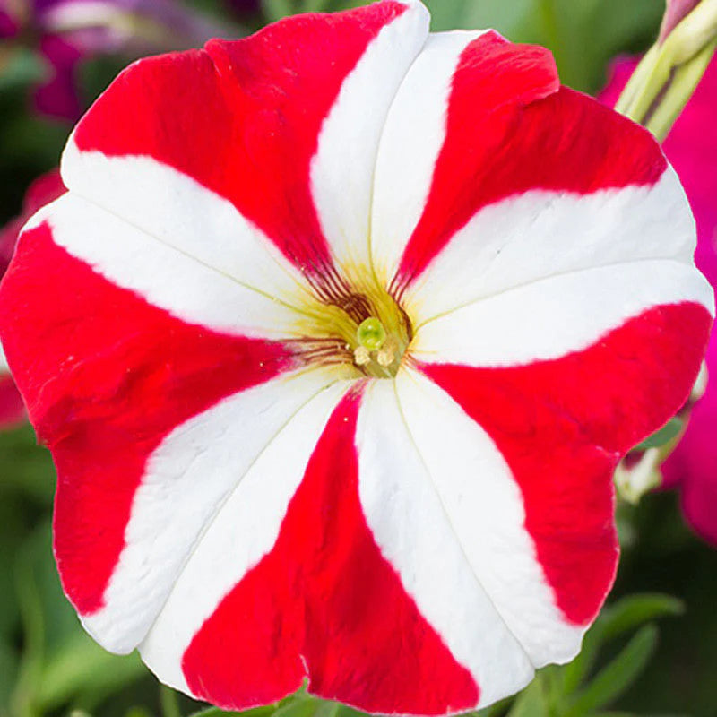 Rot-weiße Petunien-Blumensamen zur Aussaat
