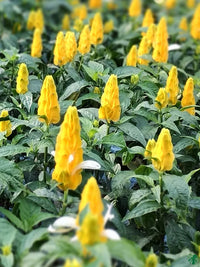 Gelb Crossandra Blumensamen zur Aussaat – Garten beliebt – Traditionssorte & ohne Gentechnik Samen Hausgarten