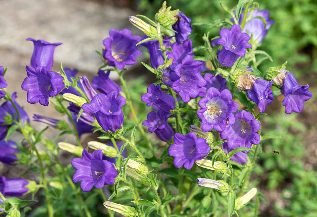 Blau Abutilon Striatum Blumensamen zur Aussaat – Schnitt Blume beliebt – Traditionssorte & ohne Gentechnik Samen Hausgarten