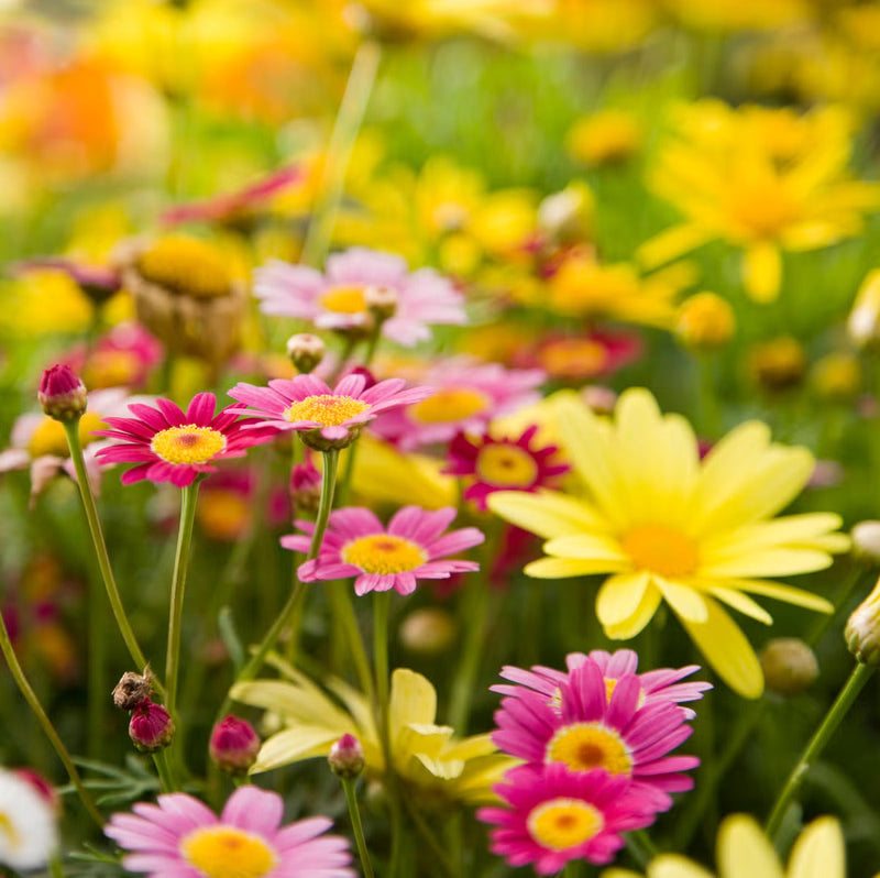 Mixed dassi blume samen for anpflanzung - perfect for borders, heirloom & gmo free samen for home garten
 
 sale for anpflanzung in home garten