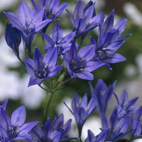 Fabiola Blumensamen zur Aussaat – sonnenliebend – Traditionssorte & ohne Gentechnik Samen Hausgarten