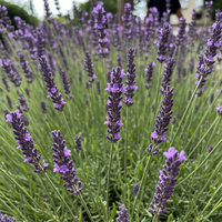 Englischer Lavendel Samen zum Pflanzen – Traditionelle Sorte, nicht gentechnisch verändert, Bio-Gartensaatgut