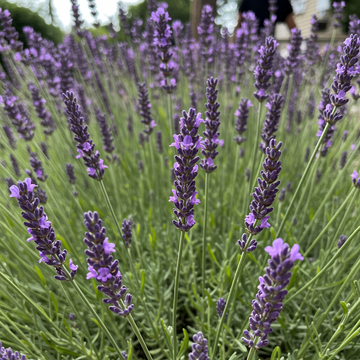 Englischer Lavendel Samen zum Pflanzen – Traditionelle Sorte, nicht gentechnisch verändert, Bio-Gartensaatgut
