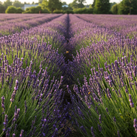 Englischer Lavendel Samen zum Pflanzen – Traditionelle Sorte, nicht gentechnisch verändert, Bio-Gartensaatgut