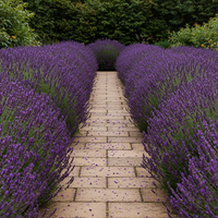 Englischer Lavendel Samen zum Pflanzen – Traditionelle Sorte, nicht gentechnisch verändert, Bio-Gartensaatgut