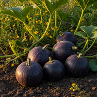 Lila Kürbis Samen zum Pflanzen – Traditionelle Sorte, nicht gentechnisch verändert, Bio-Gartensaatgut