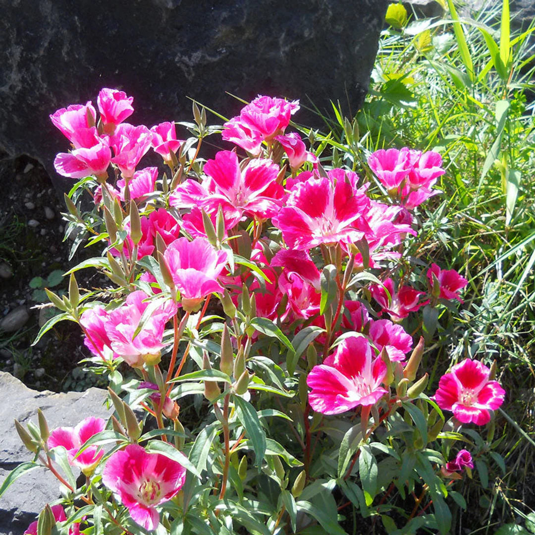 Rosa Clarkia Amoena Blumensamen zur Aussaat – duftend Blüten – Traditionssorte & ohne Gentechnik Samen Hausgarten
