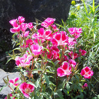 Rosa Clarkia Amoena Blumensamen zur Aussaat – duftend Blüten – Traditionssorte & ohne Gentechnik Samen Hausgarten