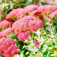 Sedum Blumensamen zur Aussaat – leuchtend Blüten Traditionssorte & ohne Gentechnik Samen Hausgarten