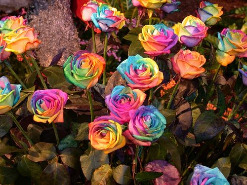 Mixed color rose blume samen for vibrant anpflanzung