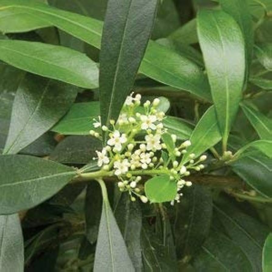 Ilex Paraguayensis Blumensamen zur Aussaat – sonnenliebend – Traditionssorte & ohne Gentechnik Samen Hausgarten