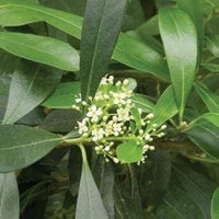 Ilex Paraguayensis Blumensamen zur Aussaat – sonnenliebend – Traditionssorte & ohne Gentechnik Samen Hausgarten