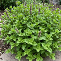 Korsische Mini-Minze Samen – Gentechnikfrei, alte Bio-Gartensamen zum Anpflanzen