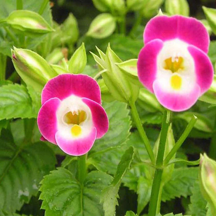 Rosa Torenia Blumensamen zur Aussaat – Garten beliebt – Traditionssorte & ohne Gentechnik Samen Hausgarten