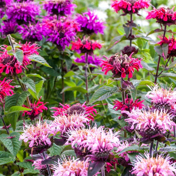 Gemischt Monarda Didyma Blumensamen zur Aussaat – Wildblume Mischung – Traditionssorte & ohne Gentechnik Samen Hausgarten