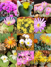 Gemischt Conophytum Hammeri Blumensamen zur Aussaat – Bestäuber freundlich – Traditionssorte & ohne Gentechnik Samen Hausgarten