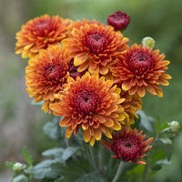 Orange Gelb Chrysantheme Blumensamen zur Aussaat – pflegeleicht – Traditionssorte & ohne Gentechnik Samen Hausgarten