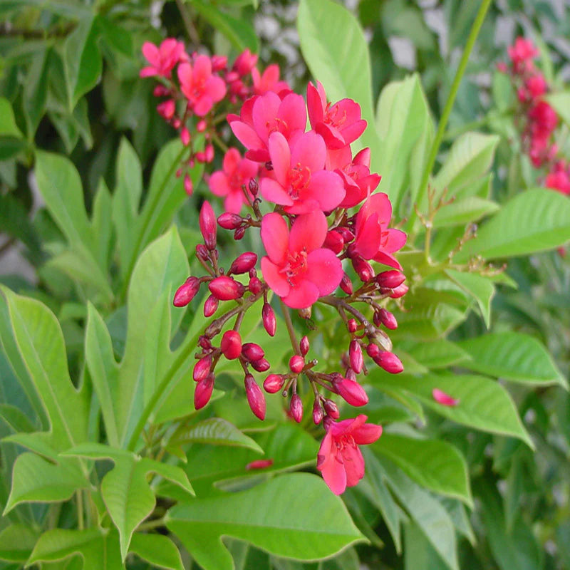 Jatropha Blumensamen zur Aussaat Wildblume Mischung Traditionssorte & ohne Gentechnik Samen Hausgarten