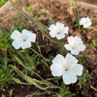 Agrostemma Ocean Pearl Blumensamen zur Aussaat – Garten beliebt Traditionssorte & ohne Gentechnik Samen Hausgarten