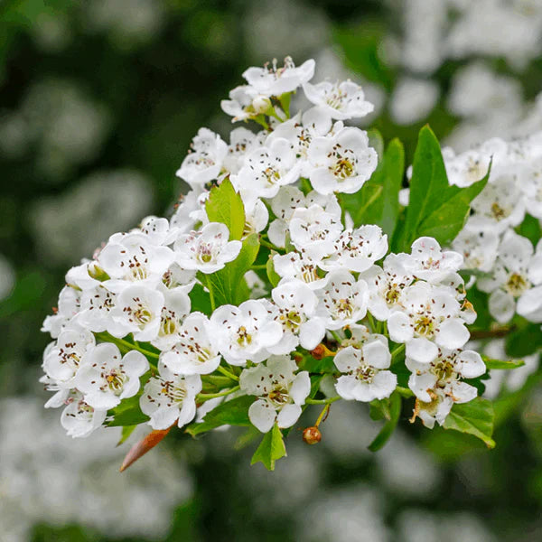 Monogyna Blumensamen zur Aussaat – Landhaus Garten wichtig – Traditionssorte & ohne Gentechnik Samen Hausgarten