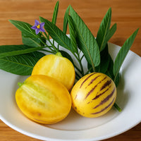 Pepino Solanum Muricatum Samen  Ideal zum Pflanzen in Gardens & Containers