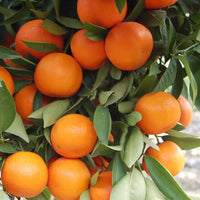 Orangen frucht Samen für einfaches Anpflanzen