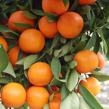 Orangen frucht Samen für einfaches Anpflanzen