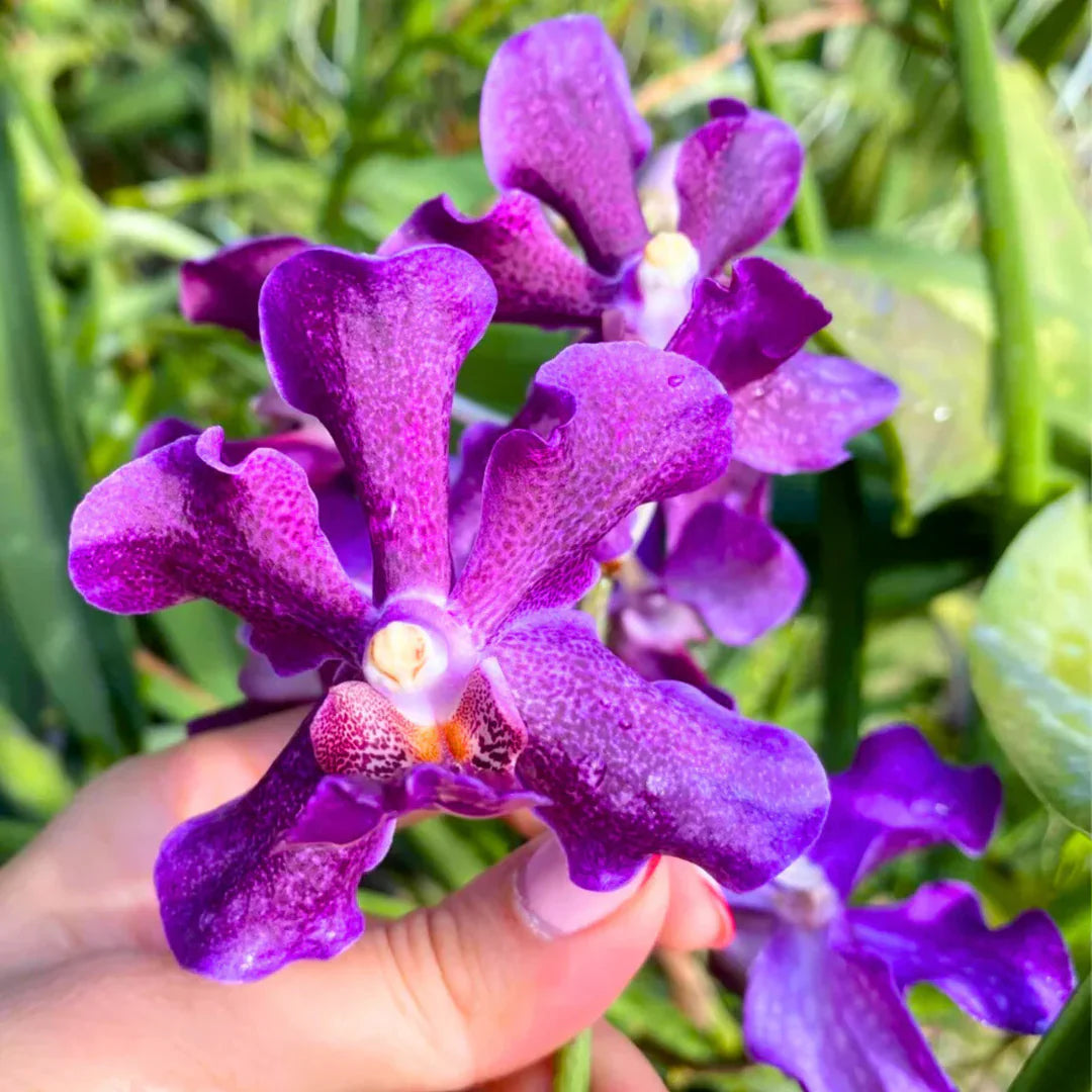 Lila Ascocentrum Blumensamen zur Aussaat – pflegeleicht – Traditionssorte & ohne Gentechnik Samen Hausgarten