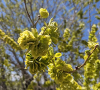dunkel Grün Elm Blumensamen zur Aussaat – farbenfroh Schau – Traditionssorte & ohne Gentechnik Samen Hausgarten