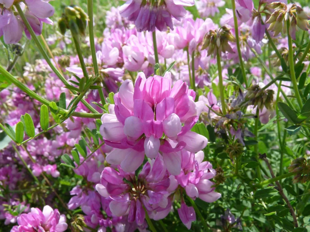 Violett Crown Vetch Blumensamen zur Aussaat lang Blüte Saison Traditionssorte & ohne Gentechnik Samen Hausgarten
