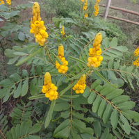 Senna Alata Blumensamen zur Aussaat – ideal Rabatten Traditionssorte & ohne Gentechnik Samen Hausgarten