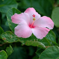 Rosa Weiß Hibiskus Blumensamen zur Aussaat – duftend Blüten – Traditionssorte & ohne Gentechnik Samen Hausgarten
