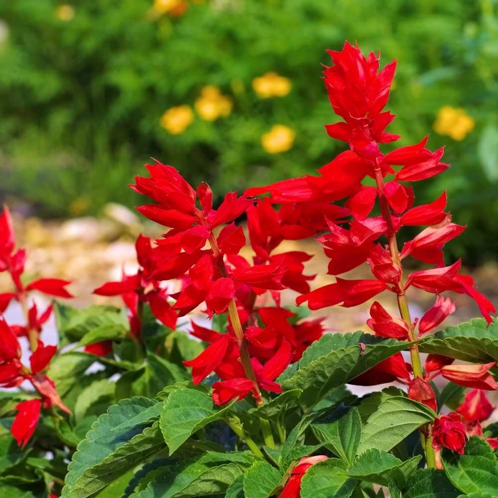 Scarlet Sage Blumensamen zur Aussaat – Wildblume Mischung Traditionssorte & ohne Gentechnik Samen Hausgarten