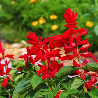 Scarlet Sage Blumensamen zur Aussaat – Wildblume Mischung Traditionssorte & ohne Gentechnik Samen Hausgarten