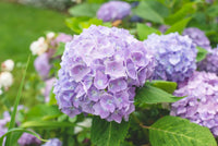 Violett Hortensie Blumensamen zur Aussaat – saisonal Dauerblüher – Traditionssorte & ohne Gentechnik Samen Hausgarten