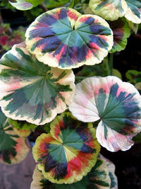 Gemischt Variegated Geranie Blumensamen zur Aussaat robust Sorte Traditionssorte & ohne Gentechnik Samen Hausgarten